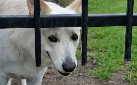 Czy pies może jeść pestki słonecznika? Bezpieczne zasady i ryzyka