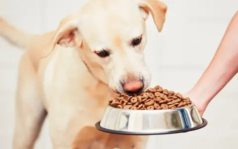 Un chien renifle sa gamelle, signe qu'il a trouvé la meilleure nourriture pour chien diabétique.