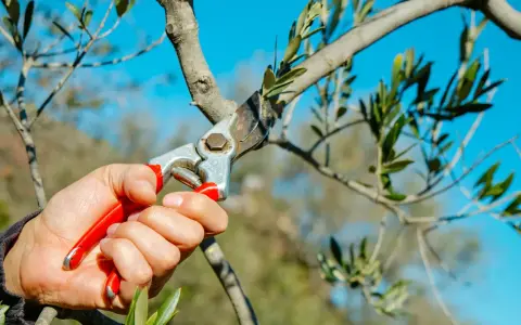 Hand hält Gartenschere, um einen Olivenbaum zu schneiden. Der blaue Himmel bildet den Hintergrund.