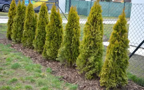Rząd zielonych tui, które mają płytkie korzenie, rośnie wzdłuż ogrodzenia.