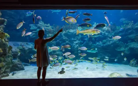 Oceanaria nad Bałtykiem: Porównanie, ceny, co warto zobaczyć?