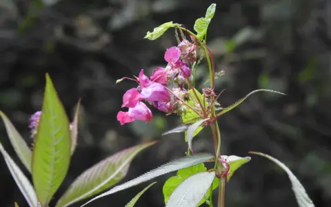En krollilja, en invasiv art, blommar med sina rosa blommor.