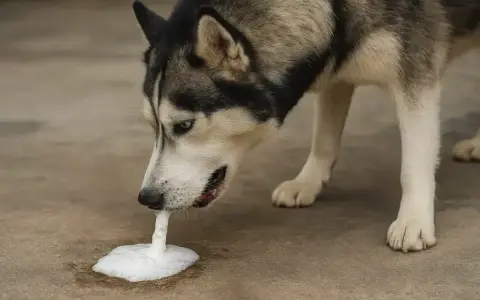 Husky pies wymiotuje niestrawionym jedzeniem, tworząc pianę na ziemi.