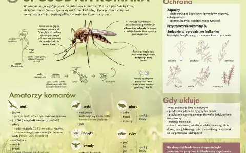 Samiec komara, choć nie gryzie, jest kluczowy dla cyklu życia. Jego aparat gębowy służy do picia nektaru, a nie krwi.