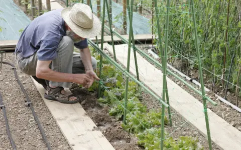 Un jardinier, chapeau de paille, montre comment planter des haricots dans un potager. Il s'accroupit près d'une rangée de jeunes plants.
