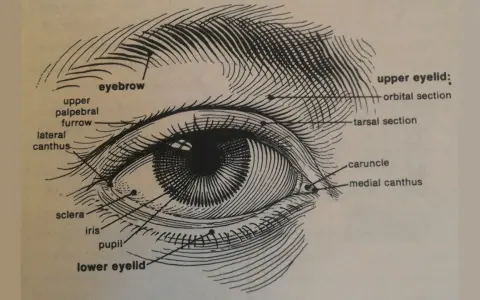 Anatomia oka: zaznaczone brwi, górna i dolna powieka, tęczówka, źrenica, twardówka, kąciki oka.