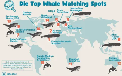 Wo kann man Wale sehen? Karte zeigt Top-Spots: Kanarische Inseln, Azoren, Sylt, Schottland, Norwegen, Grönland, Kanada, Alaska, Mexiko, Argentinien, Südafrika, Australien, Hawaii.