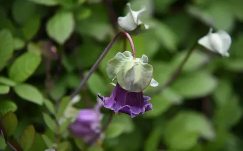 En lila klockranka i kruka hänger ner med sina kronblad som en liten klänning.