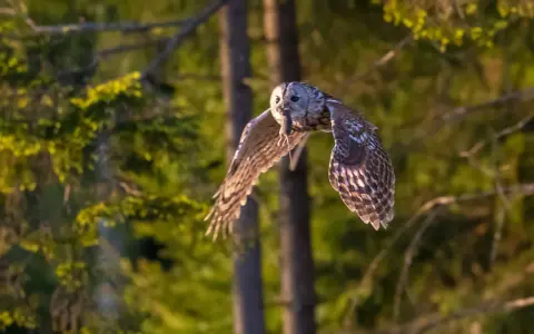 Stor hornuggla flyger med mus i näbben över en skog, kanske vid Store mosse.