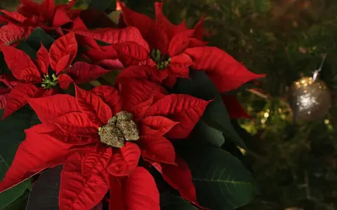 Rojo vibrante de flores de navidad junto a un árbol decorado.