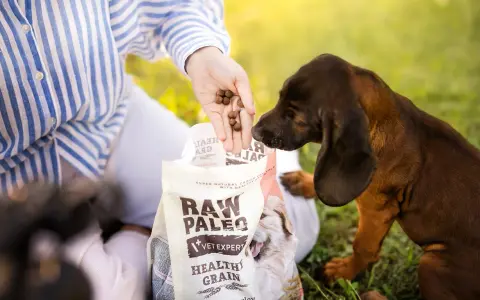 Czy pies może jeść zboże? Sprawdź, co musisz wiedzieć o diecie psa