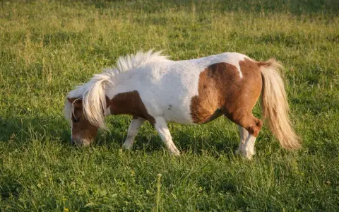 Poney Shetland pie, en pleine fourbure dans une prairie verdoyante. Sa crinière blanche flotte au vent tandis qu'il broute paisiblement.