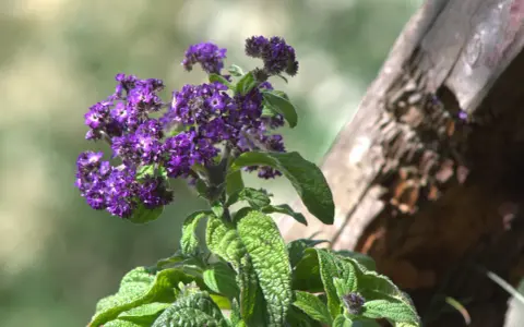 Lila Blüten am Strauch, eine von vielen bienenfreundlichen Balkonpflanzen.