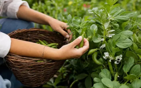 Main récolte de fèves dans le potager. Les mains cueillent les gousses vertes pour les mettre dans un panier en osier.