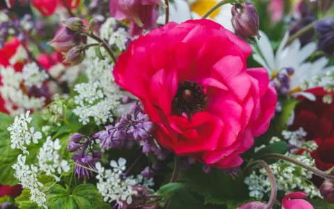 En stor, ceriserosa ranunkel dominerar en bukett med vita och lila blommor. Tänk att plantera ranunkel för att få denna färgexplosion i din trädgård.