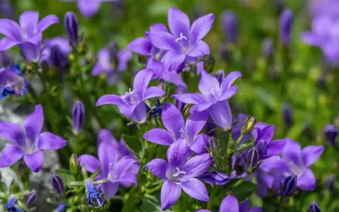 Urocza campanula w doniczce, jej fioletowe kwiaty rozkwitają na tle zieleni.