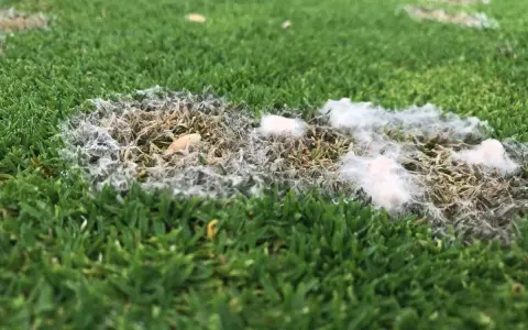 Patches of white, fuzzy snow mold are visible on the green grass, indicating a fungal growth that thrives in damp conditions.