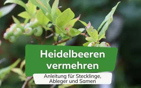 Grüne Heidelbeeren an einem Strauch. Text: "Heidelbeeren vermehren. Anleitung für Stecklinge, Ableger und Samen.