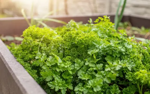 Frische Petersilie wächst üppig in einem Hochbeet. Der ideale Petersilie Standort ist sonnig bis halbschattig.