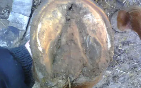Gros plan sur un sabot de cheval, sale et terreux. Une botte grise est visible à gauche. Le cheval semble avoir un bleime.