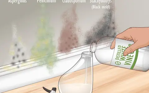 Learn how to get rid of mold by pouring white vinegar into a spray bottle. Different mold types like Aspergillus and black mold are shown on the wall.
