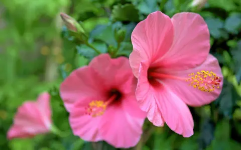 Två rosa hibiskus blommor med gula ståndare mot en grön bakgrund. En tredje blomma syns i bakgrunden.