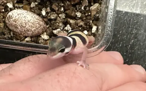 Mały gekon w paski siedzi na dłoni obok jaja w terrarium.
