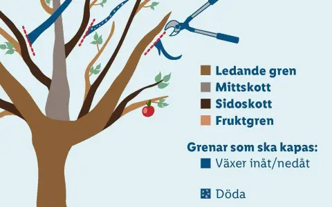 Illustration visar hur man beskär ett nytt äppelträd. Röda streck markerar var grenar ska kapas. En sekatör visas.