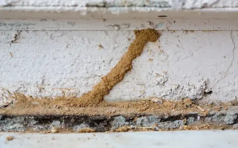 Un tunnel de terre, signe d'un trou de termite dans le bois, serpente sur un mur blanc.