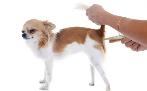 Chihuahua z podniesionym ogonem, podczas mierzenia temperatury u psa termometrem bezdotykowym.
