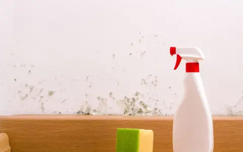 Schimmel an der Wand wird mit einem Sprühflaschenreiniger und einem Schwamm bekämpft. Essig gegen Schimmel ist eine natürliche Lösung.