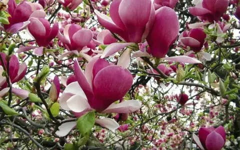 Kwiaty magnolii w pełnym rozkwicie. Jej wymagania dotyczące gleby i stanowiska są kluczowe dla obfitego kwitnienia.