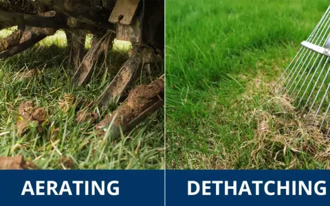 Left side shows aerating a lawn. Right side shows a rake removing thatch, which is a layer of dead grass and debris.