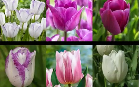 En collage av sex olika tulpaner i nyanser av vitt, lila och rosa. Dessa vackra perenna tulpaner kommer att lysa upp din trädgård år efter år.