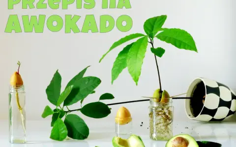 Zobacz, jak rośnie awokado w domu! Od pestki w wodzie do małej roślinki. Przepis na domowy ogródek.