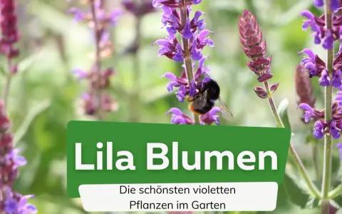 Ein Hummel besucht lila Pflanzen im Garten. Die schönen violetten Pflanzen blühen.