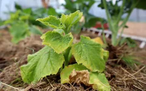 En gurkplanta med gula blad och vissna delar, omgiven av halm.