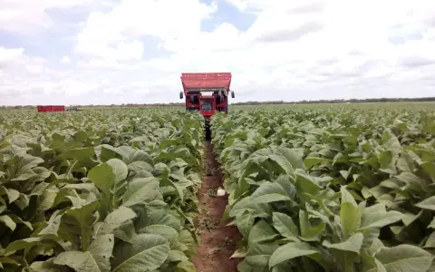 Un trattore rosso raccoglie foglie in un vasto campo per coltivare tabacco.