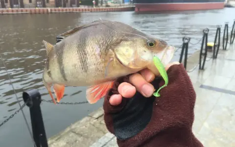 Sandacz złowiony na drop shot, z zieloną gumą w pysku. W tle port i statek.