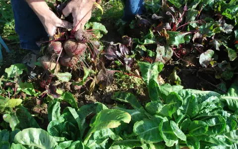 Mains récoltant des betteraves rouges dans une plantation. Les feuilles vertes et les racines foncées sont visibles.