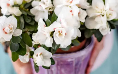 Close-up of a pot of white azaleas with pink centers, held by hands.