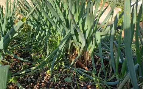 Gros plan sur un plant de ciboulette dans un jardin, les longues feuilles vertes se dressent fièrement.