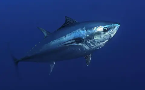 Un maestoso tonnetto rosso nuota nelle profondità blu dell'oceano, la sua pelle metallica riflette la luce.
