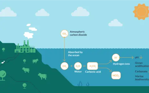 L'anidride carbonica assorbita dall'oceano causa l'acidificazione degli oceani, con conseguente diminuzione del pH e impatto sulla biodiversità marina.