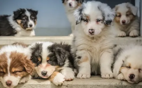 Słodkie szczenięta owczarka australijskiego odpoczywają. Widać ich puszyste futerka i małe łapki.