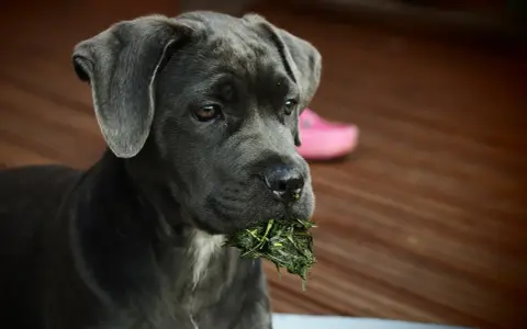 Młody cane corso italiano z trawą w pysku, siedzący na drewnianym tarasie.