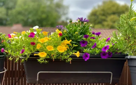 Kolorowe, niewymagające kwiaty na balkon: żółte, fioletowe i białe petunie oraz fioletowe astry tworzą radosną kompozycję.