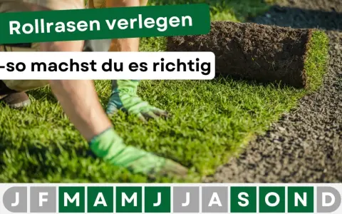 Rollrasen verlegen: Hände mit Handschuhen legen eine Rasenrolle auf vorbereiteten Boden. So machst du es richtig!