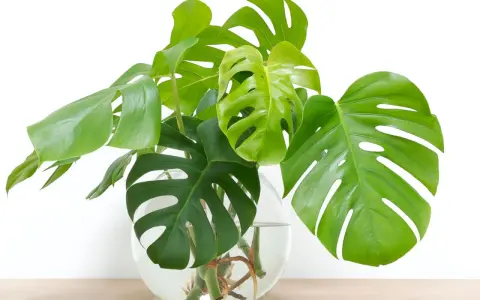 Monstera w szklanej wazie z wodą, pokazująca, jak rozmnożyć monsterę przez ukorzenianie łodyg.
