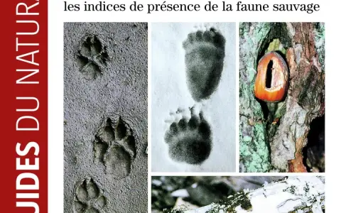 Indices de présence d'animaux en montagne : empreintes dans la boue, dans la neige, et un fruit dans un arbre.